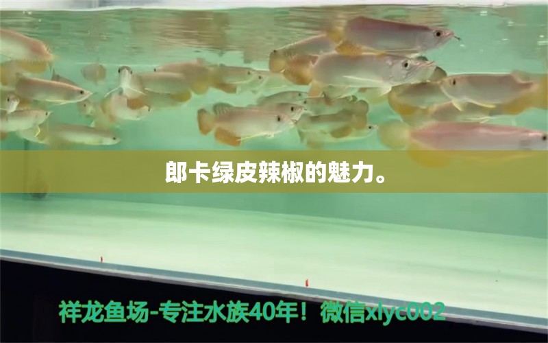 郎卡綠皮辣椒的魅力。 觀賞魚(yú)論壇 第2張