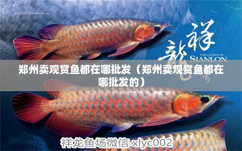 鄭州賣觀賞魚都在哪批發(fā)（鄭州賣觀賞魚都在哪批發(fā)的） 烏龜