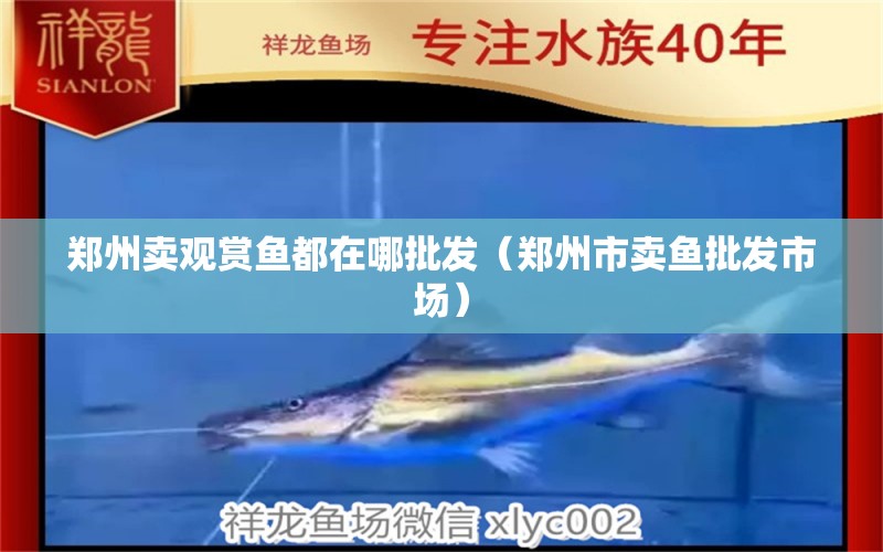 鄭州賣(mài)觀賞魚(yú)都在哪批發(fā)（鄭州市賣(mài)魚(yú)批發(fā)市場(chǎng)）