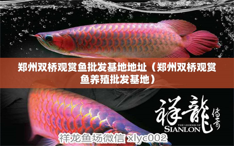 鄭州雙橋觀賞魚(yú)批發(fā)基地地址（鄭州雙橋觀賞魚(yú)養(yǎng)殖批發(fā)基地） 黑影道人魚(yú)