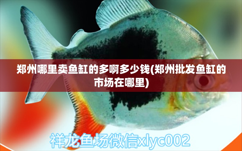 鄭州哪里賣魚缸的多啊多少錢(鄭州批發(fā)魚缸的市場(chǎng)在哪里) 黃金招財(cái)貓魚