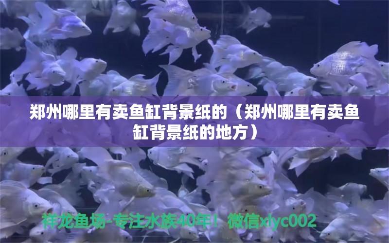 鄭州哪里有賣魚缸背景紙的（鄭州哪里有賣魚缸背景紙的地方）