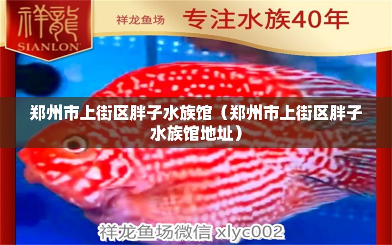 鄭州市上街區(qū)胖子水族館（鄭州市上街區(qū)胖子水族館地址） 全國(guó)水族館企業(yè)名錄