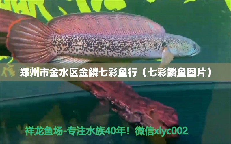 鄭州市金水區(qū)金鱗七彩魚行（七彩鱗魚圖片）