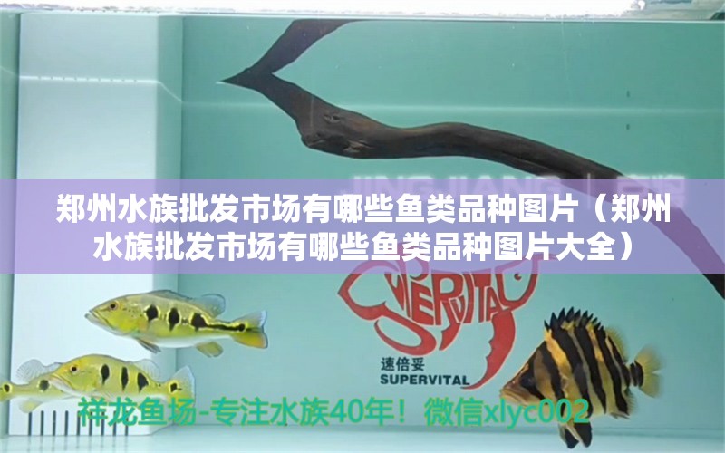 鄭州水族批發(fā)市場(chǎng)有哪些魚類品種圖片（鄭州水族批發(fā)市場(chǎng)有哪些魚類品種圖片大全） 觀賞魚水族批發(fā)市場(chǎng)