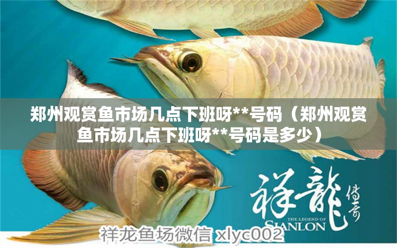 鄭州觀賞魚市場幾點下班呀**號碼（鄭州觀賞魚市場幾點下班呀**號碼是多少）