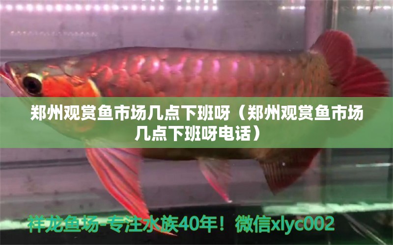 鄭州觀賞魚市場幾點下班呀（鄭州觀賞魚市場幾點下班呀電話）