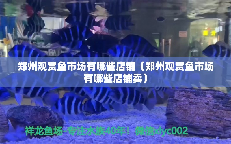 鄭州觀賞魚市場有哪些店鋪（鄭州觀賞魚市場有哪些店鋪賣）