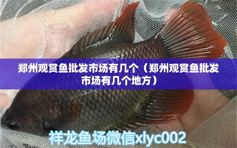 鄭州觀賞魚(yú)批發(fā)市場(chǎng)有幾個(gè)（鄭州觀賞魚(yú)批發(fā)市場(chǎng)有幾個(gè)地方）