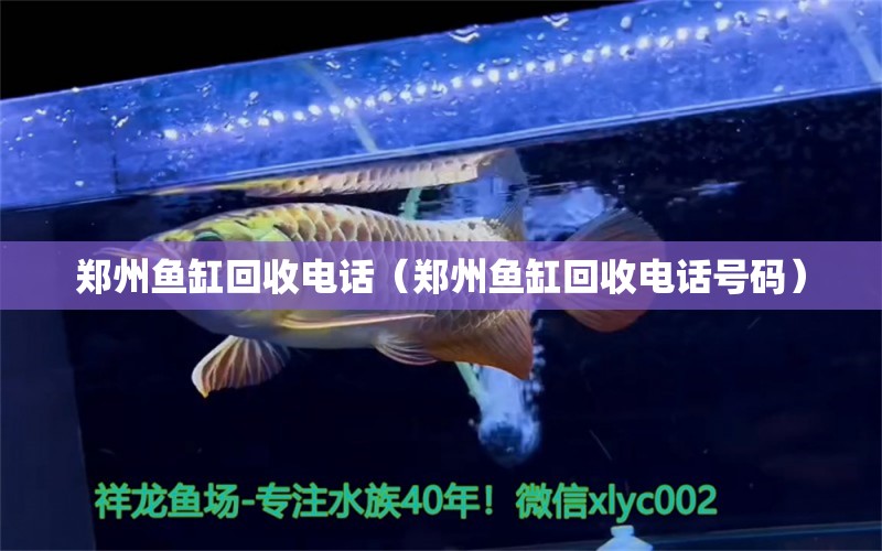 鄭州魚缸回收電話（鄭州魚缸回收電話號(hào)碼） 量子養(yǎng)魚技術(shù)