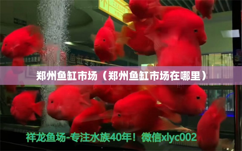 鄭州魚缸市場(chǎng)（鄭州魚缸市場(chǎng)在哪里）