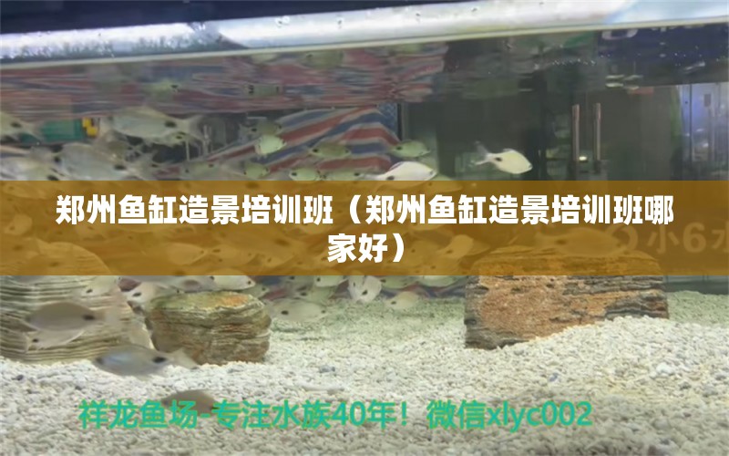 鄭州魚缸造景培訓班（鄭州魚缸造景培訓班哪家好） 恐龍王魚