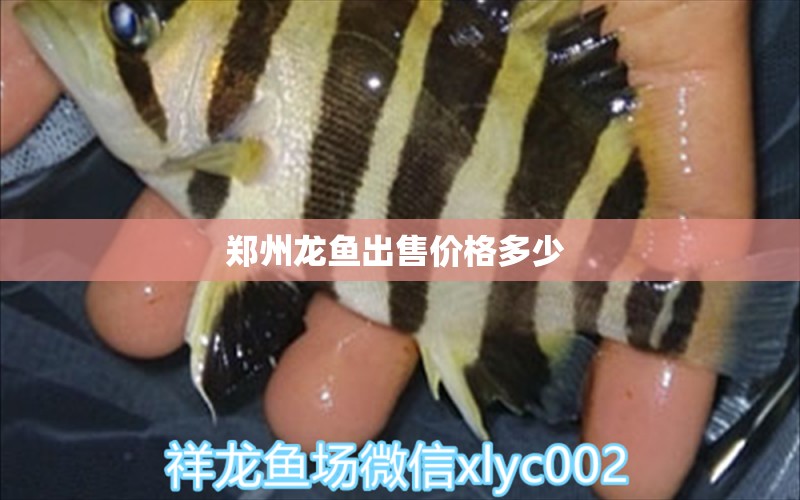 鄭州龍魚出售價格多少  巴西亞魚