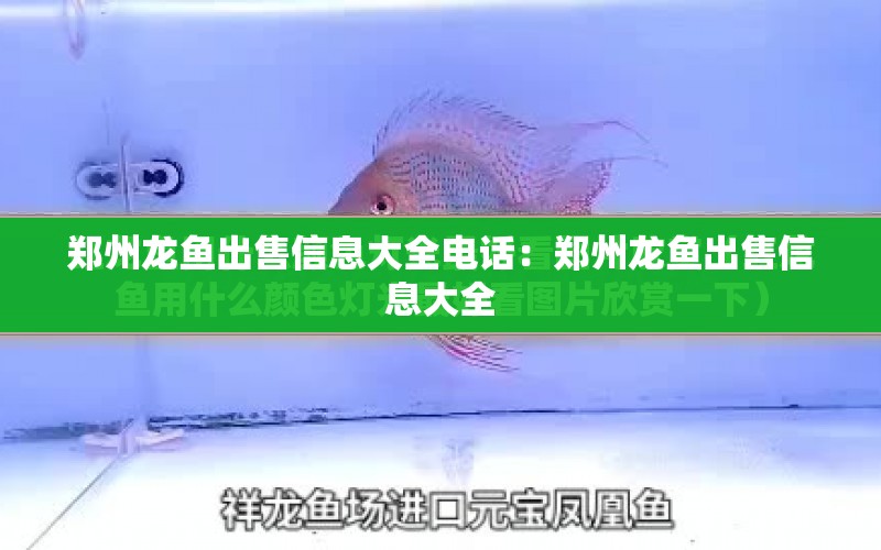 鄭州龍魚(yú)出售信息大全電話(huà)：鄭州龍魚(yú)出售信息大全 水族問(wèn)答