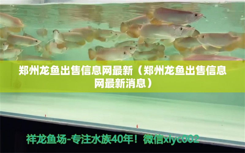 鄭州龍魚出售信息網最新（鄭州龍魚出售信息網最新消息） 魚缸風水