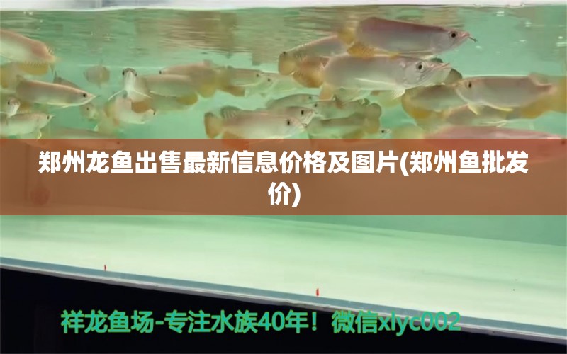 鄭州龍魚出售最新信息價(jià)格及圖片(鄭州魚批發(fā)價(jià)) 水族維護(hù)服務(wù)（上門）