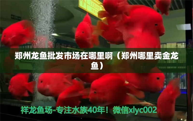 鄭州龍魚批發(fā)市場在哪里?。ㄠ嵵菽睦镔u金龍魚） 龍魚批發(fā)