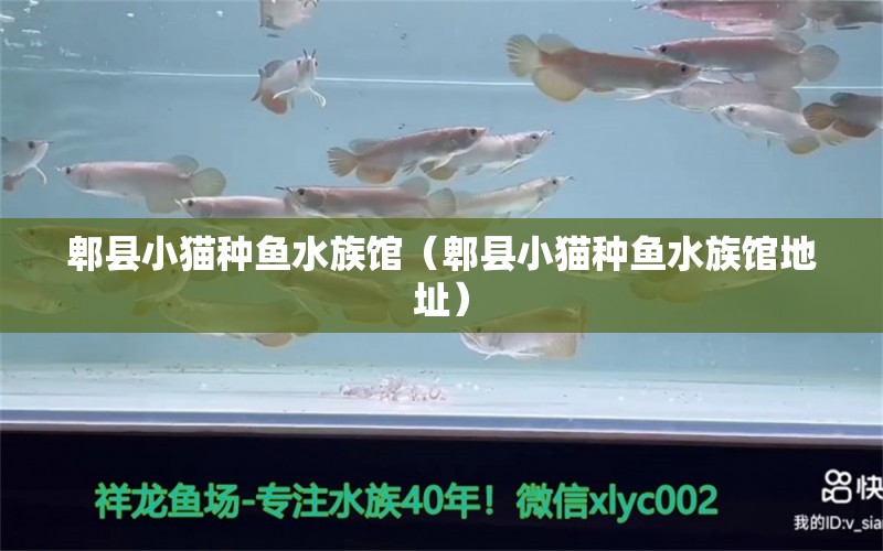 郫縣小貓種魚水族館（郫縣小貓種魚水族館地址）