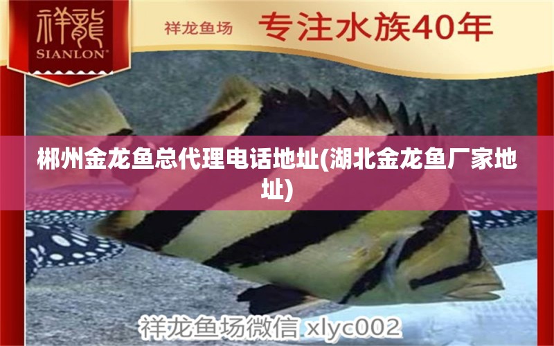 郴州金龍魚總代理電話地址(湖北金龍魚廠家地址) 圣菲埃及魚