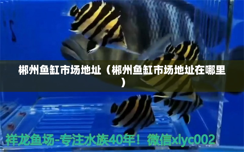 郴州魚(yú)缸市場(chǎng)地址（郴州魚(yú)缸市場(chǎng)地址在哪里） 其他品牌魚(yú)缸