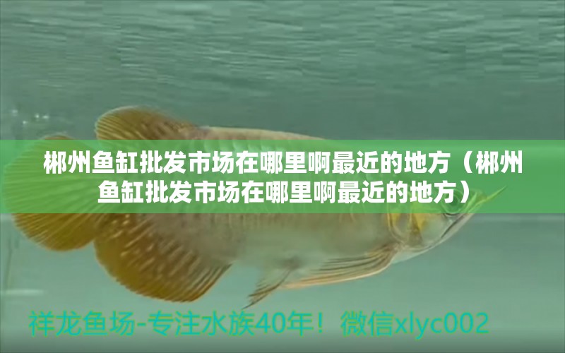 郴州魚缸批發(fā)市場在哪里啊最近的地方（郴州魚缸批發(fā)市場在哪里啊最近的地方） 量子養(yǎng)魚技術(shù)