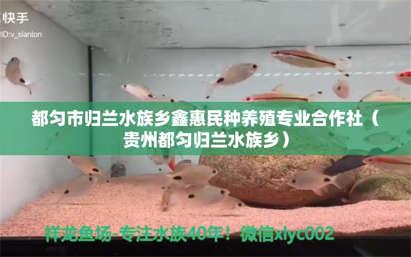 都勻市歸蘭水族鄉(xiāng)鑫惠民種養(yǎng)殖專業(yè)合作社（貴州都勻歸蘭水族鄉(xiāng)） 全國水族館企業(yè)名錄