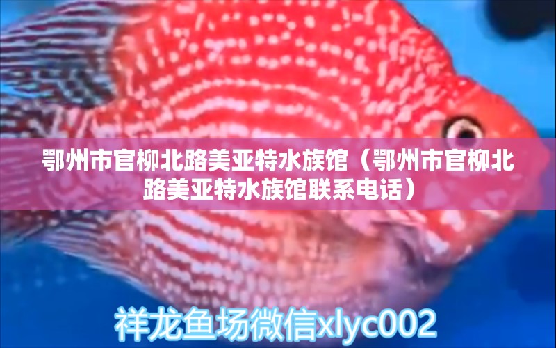 鄂州市官柳北路美亞特水族館（鄂州市官柳北路美亞特水族館聯(lián)系電話）