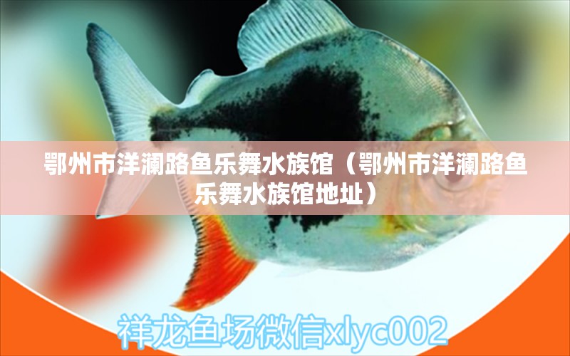 鄂州市洋瀾路魚(yú)樂(lè)舞水族館（鄂州市洋瀾路魚(yú)樂(lè)舞水族館地址） 全國(guó)水族館企業(yè)名錄