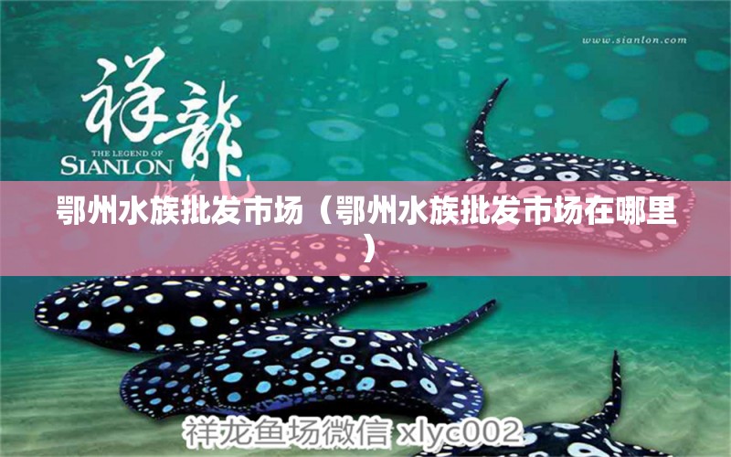 鄂州水族批發(fā)市場（鄂州水族批發(fā)市場在哪里） 觀賞魚水族批發(fā)市場