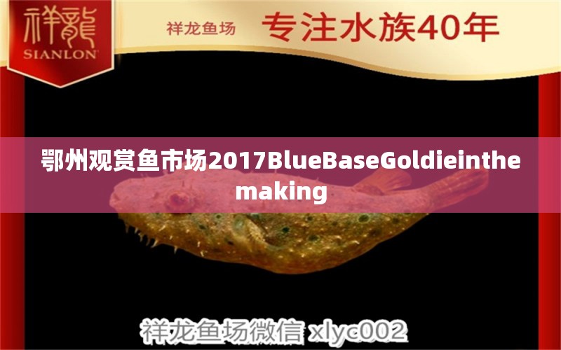 鄂州觀賞魚市場2017BlueBaseGoldieinthemaking 觀賞魚市場（混養(yǎng)魚）