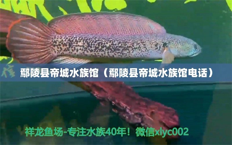 鄢陵縣帝城水族館（鄢陵縣帝城水族館電話） 全國(guó)水族館企業(yè)名錄