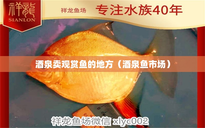 酒泉賣觀賞魚的地方（酒泉魚市場） 夢幻雷龍魚 第1張