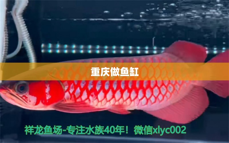 重慶做魚缸 其他品牌魚缸