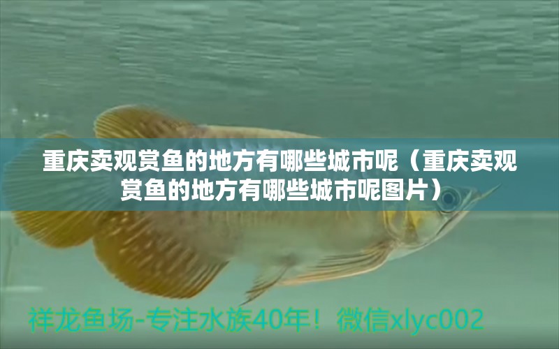 重慶賣觀賞魚的地方有哪些城市呢（重慶賣觀賞魚的地方有哪些城市呢圖片） 祥龍水族醫(yī)院