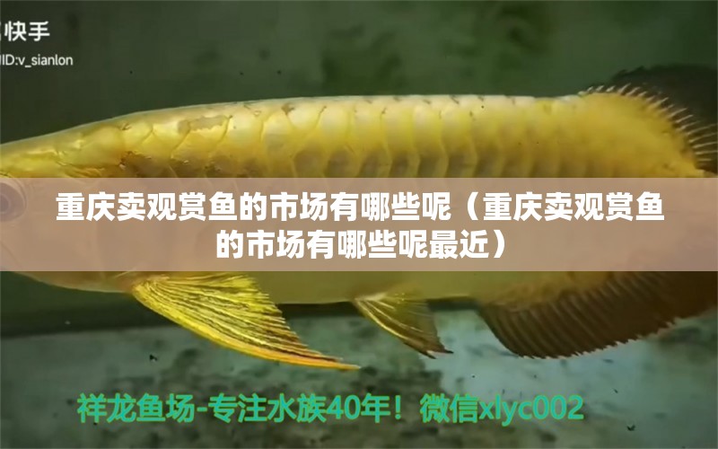 重慶賣觀賞魚的市場(chǎng)有哪些呢（重慶賣觀賞魚的市場(chǎng)有哪些呢最近） 藍(lán)底過背金龍魚