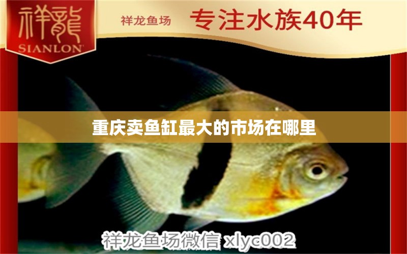 重慶賣(mài)魚(yú)缸最大的市場(chǎng)在哪里