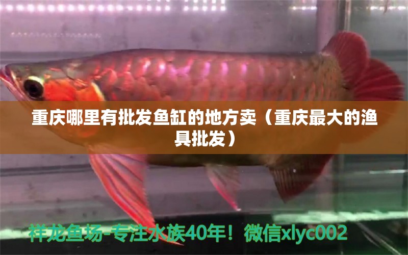 重慶哪里有批發(fā)魚缸的地方賣（重慶最大的漁具批發(fā)）