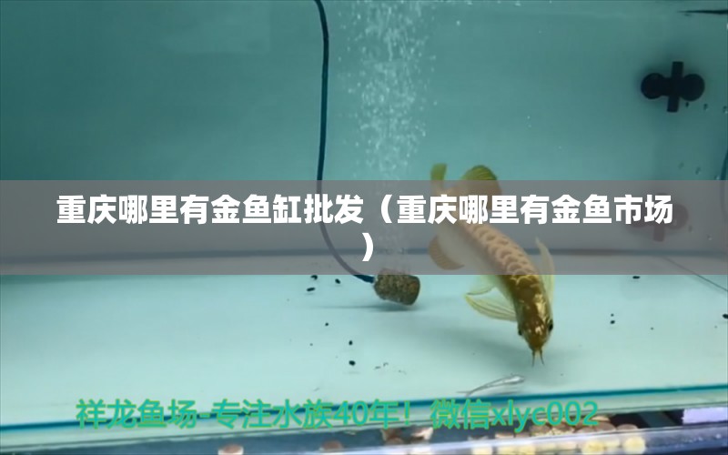 重慶哪里有金魚缸批發(fā)（重慶哪里有金魚市場） 黃金鴨嘴魚