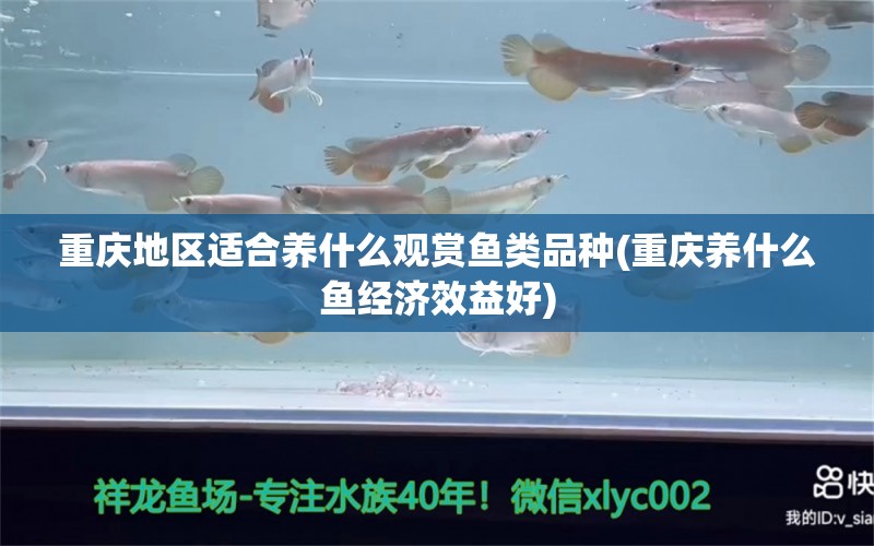 重慶地區(qū)適合養(yǎng)什么觀賞魚類品種(重慶養(yǎng)什么魚經(jīng)濟效益好) 黃金斑馬魚