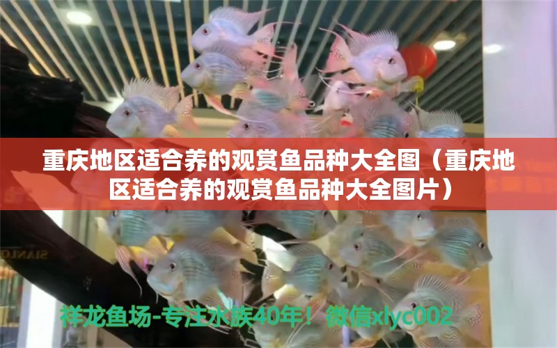 重慶地區(qū)適合養(yǎng)的觀賞魚品種大全圖（重慶地區(qū)適合養(yǎng)的觀賞魚品種大全圖片） 食人魚（水虎）