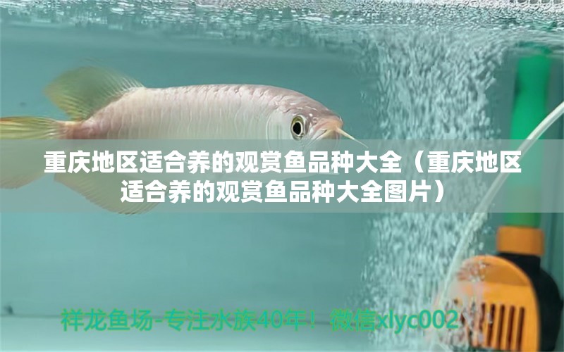 重慶地區(qū)適合養(yǎng)的觀賞魚品種大全（重慶地區(qū)適合養(yǎng)的觀賞魚品種大全圖片） 祥龍水族醫(yī)院