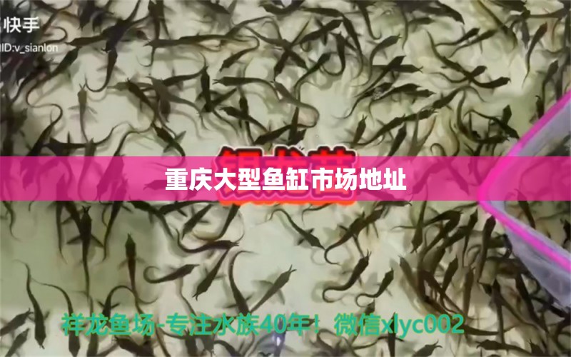 重慶大型魚缸市場地址 其他品牌魚缸