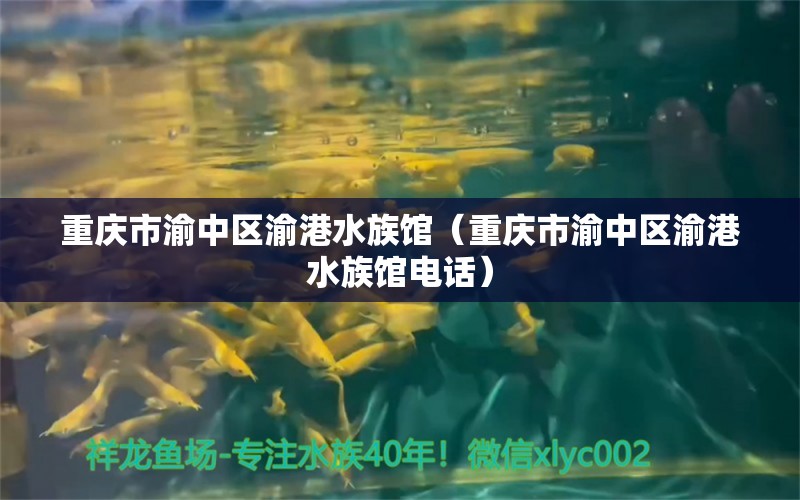 重慶市渝中區(qū)渝港水族館（重慶市渝中區(qū)渝港水族館電話） 全國(guó)水族館企業(yè)名錄