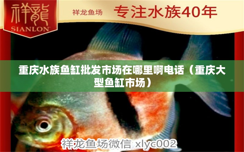 重慶水族魚(yú)缸批發(fā)市場(chǎng)在哪里啊電話（重慶大型魚(yú)缸市場(chǎng)）