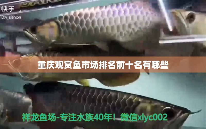 重慶觀賞魚市場(chǎng)排名前十名有哪些 觀賞魚市場(chǎng)（混養(yǎng)魚）