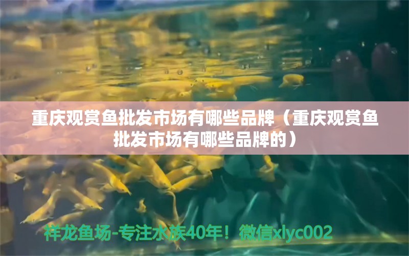 重慶觀賞魚批發(fā)市場有哪些品牌（重慶觀賞魚批發(fā)市場有哪些品牌的）