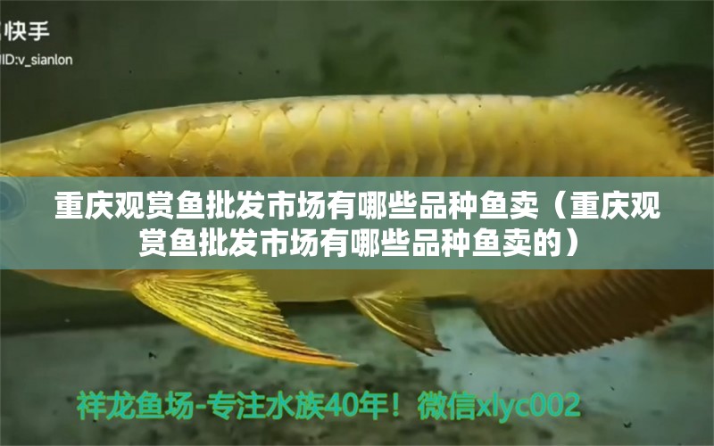 重慶觀賞魚批發(fā)市場有哪些品種魚賣（重慶觀賞魚批發(fā)市場有哪些品種魚賣的） 觀賞魚批發(fā)