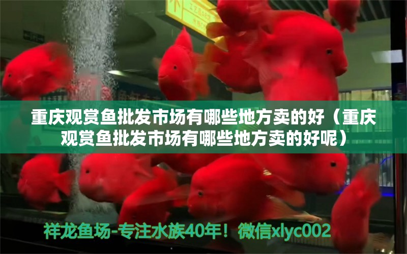 重慶觀賞魚批發(fā)市場(chǎng)有哪些地方賣的好（重慶觀賞魚批發(fā)市場(chǎng)有哪些地方賣的好呢）