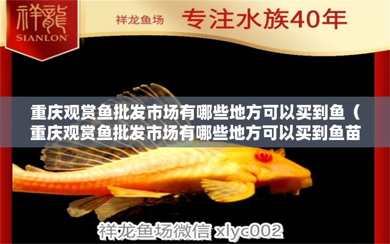 重慶觀賞魚批發(fā)市場有哪些地方可以買到魚（重慶觀賞魚批發(fā)市場有哪些地方可以買到魚苗）