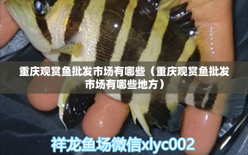 重慶觀賞魚批發(fā)市場(chǎng)有哪些（重慶觀賞魚批發(fā)市場(chǎng)有哪些地方）